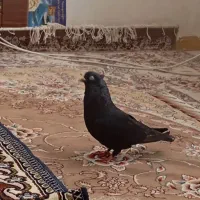 کبوتر|پرنده|بم, |دیوار