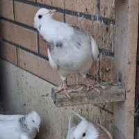 طوقی نر|پرنده|نجف‌آباد, امیرآباد|دیوار