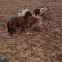 ۸ راس میش جوان بره دار