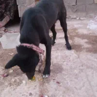 سگ خارجی|سگ|خرمشهر, |دیوار