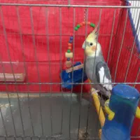 عروس هلندی نر