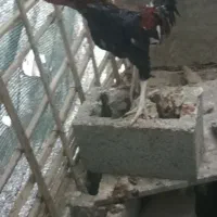 کبوتر مسافتی و چهار مرغ