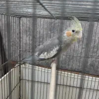 عروس هلندی|پرنده|قم, نخودی|دیوار