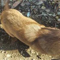 سگ خانگی|سگ|مریوان, |دیوار