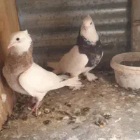 طوقی|پرنده|آران و بیدگل, |دیوار