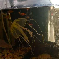 آکواریوم|ماهی|تهران, مسعودیه|دیوار