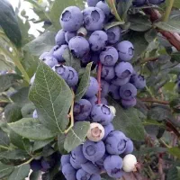 فروش انواع نهال مرغوب مستقیم از نهالستان