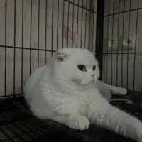 اسکاتیش|گربه|تهران, دکتر هوشیار|دیوار