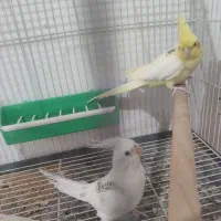 عروس هلندی دوکت