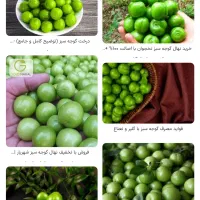 میوه فروشی سیار