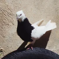 طوق سیاه