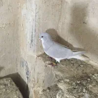 شهری|حیوانات|شیراز, نصر|دیوار