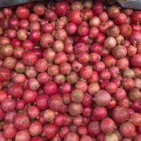 انار قصردشت