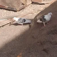 کفتر پستی|پرنده|رضویه, |دیوار