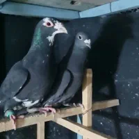 نر و ماده مینا سیاه کرمونی