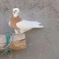 کبوتررنگی|پرنده|تاکستان, |دیوار