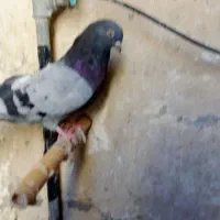 نر و ماده کوهی تهرانی