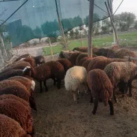 بره زنده|حیوانات مزرعه|اصفهان, بهارستان|دیوار