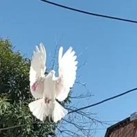 کبوتر پرشی پرشی