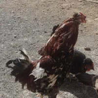 خروس گلین جوان