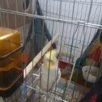 عروس هلندی فروشی