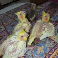 عروس سرلاکی