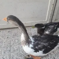 اردک وغاز شمال