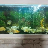 فروش ماهی کوی|ماهی|کرمان, |دیوار