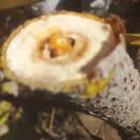 خدمات باغبانی|خدمات باغبانی و درختکاری|مشهد, کارگران|دیوار