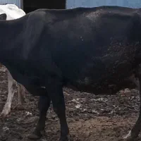 گاو آبستن شیری