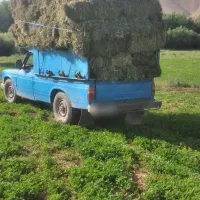 یونجه یک متری سنگین وزن|لوازم جانبی حیوانات|خرم‌آباد, |دیوار