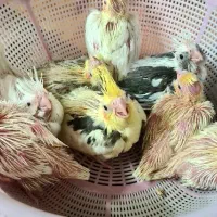 عروس هلندی مولد