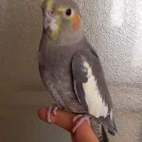 عروس هلندی ماده دستی