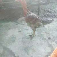 مرغ لاری اصیل|پرنده|تولم شهر, |دیوار