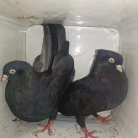 کبوتر زاغ