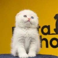 اسکاتیش سفید چشم تا به تا