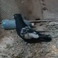 سینه سیاه نر.خوشکل