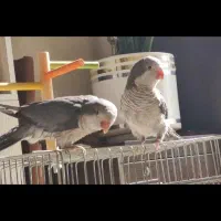 راهب رنگ خاص|پرنده|ری, فیروزآبادی|دیوار