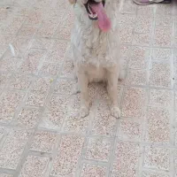 سگ گلدن رتریور