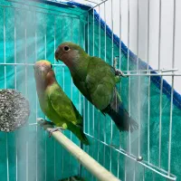 فروش یک جفت جوجه طوطی برزیلی خوشرنگ و سالم|پرنده|رشت, گلباغ نماز|دیوار