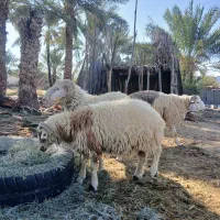 بره خوچ  فروشی