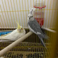 جفت عروس هلندی