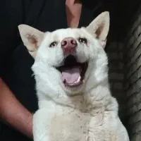 سامویید هاسکی