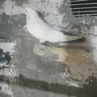 ماده ندارم براش