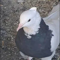 کبوتر طوقی|پرنده|سقز, |دیوار