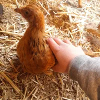 جوجه خروس|حیوانات مزرعه|پاکدشت, پاکدشت (مامازند)|دیوار