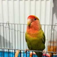 طوطی برزیلی|پرنده|خوانسار, |دیوار