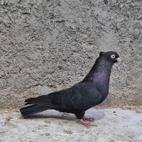 بوم کبوتر رنگی،پرشی،نقشی|پرنده|اصفهان, بوستان ناژوان|دیوار