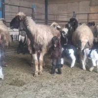 فروش میش آبستن وبره دار