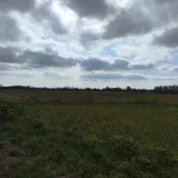 زمین شالیزار|فروش زمین و ملک کلنگی|خمام, |دیوار